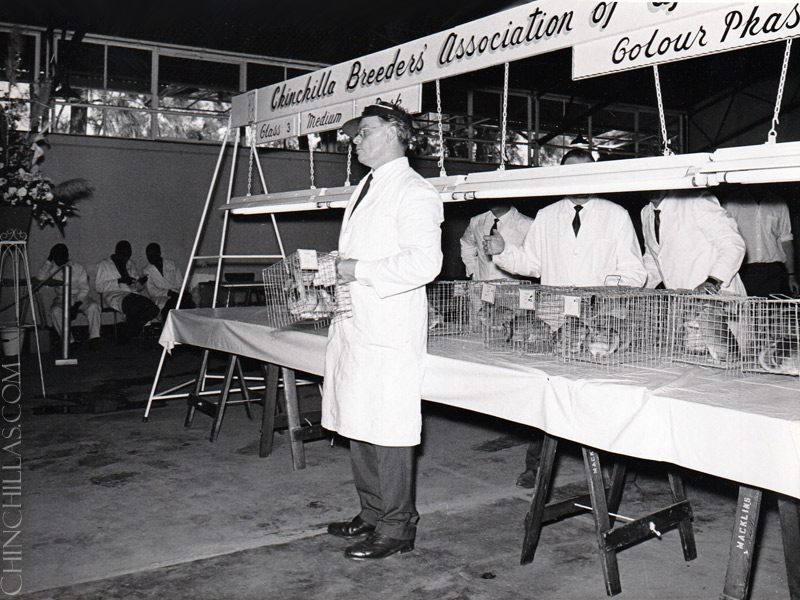 violet chinchilla Gillingham Rhodesia Africa Chinchilla Breeders Association Ian Smith